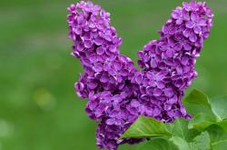 开云体育中国-深圳队跨江制霸上海滩，福克斯利爪撕碎钢铁防线