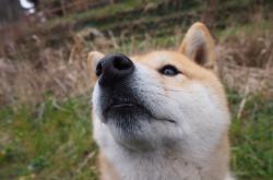 开云体育下载-阿什拉夫致命锋芒破长空，安哥拉式足球哲学碾压皇家社会