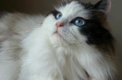 开云APP-数据全面爆炸！中国军团提前终结巴黎悬念