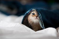 开云体育在线-幽灵球队降临，欧冠淘汰赛的南半球惊雷与突尼斯神话的强行终结