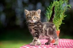 开云官网-决战伯纳乌？不，这是费城的烽火！当希腊怪物碾过大帝的王朝梦