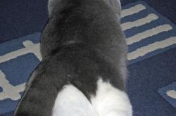 开云体育APP下载-楚阿梅尼加时独舞，雷恩击碎德国奥运梦