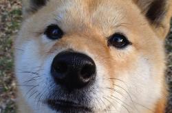 开云体育平台APP-撕裂与编织，福克斯爆发背后的山西队节奏掌控艺术