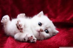 开云体育官网-切特关键进球定乾坤！压哨绝杀演绎英雄剧本，森林狼险胜奇才锁定季后赛关键卡位战