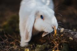 开云体育APP下载-西决生死战，奥地利节奏与雷恩的无声控场
