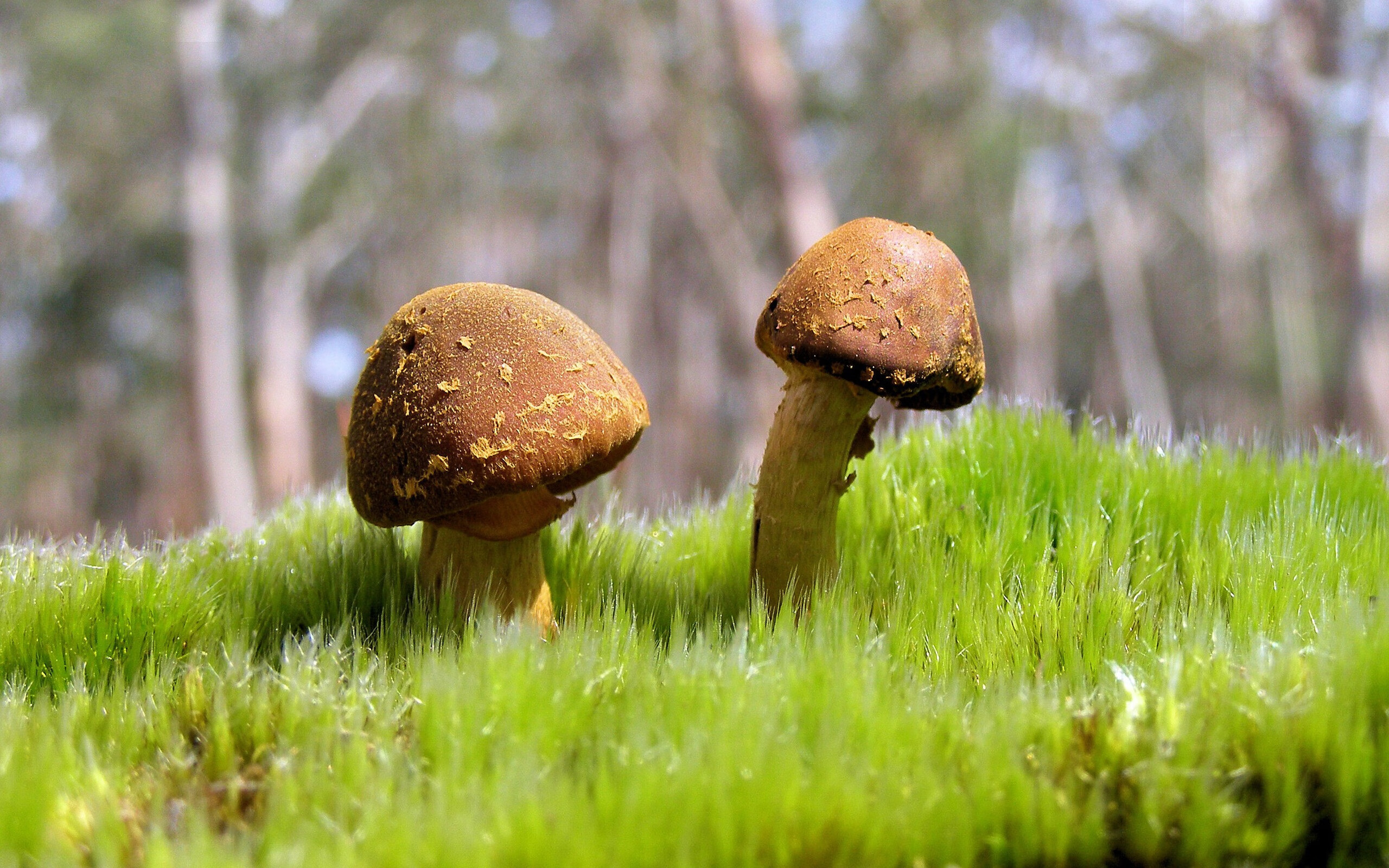 英雄主义，从吉林的钢盾铁矛到恩比德的王座加冕