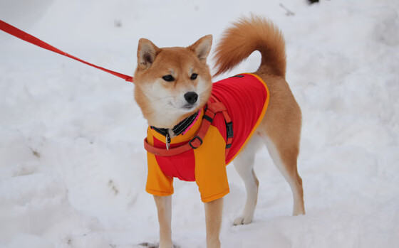 布伦森终场三分绝杀！步行者加时险胜灰熊，一战封神