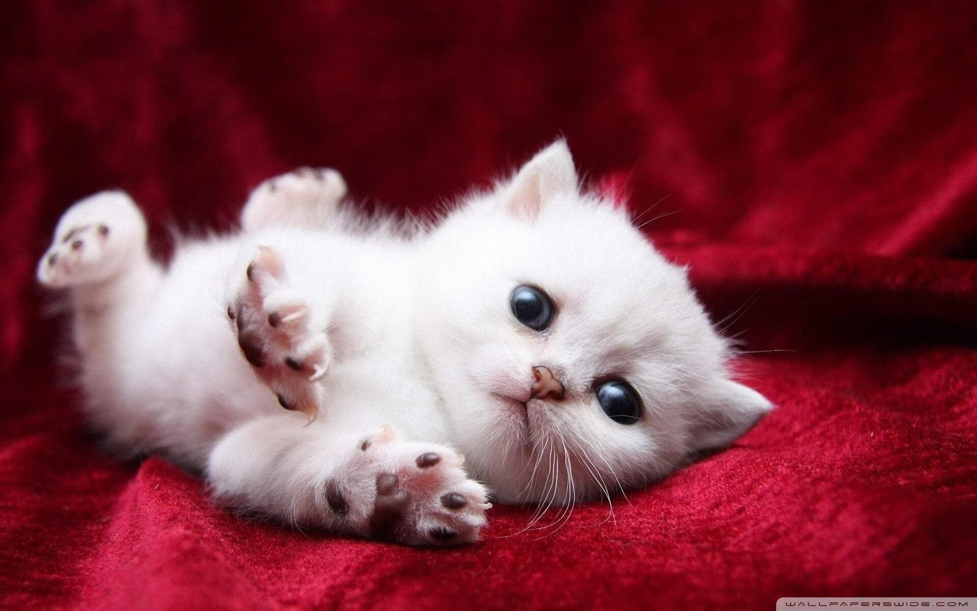 芬兰极寒战术冻结勒沃库森，迪马利亚满分表现演绎不朽华章