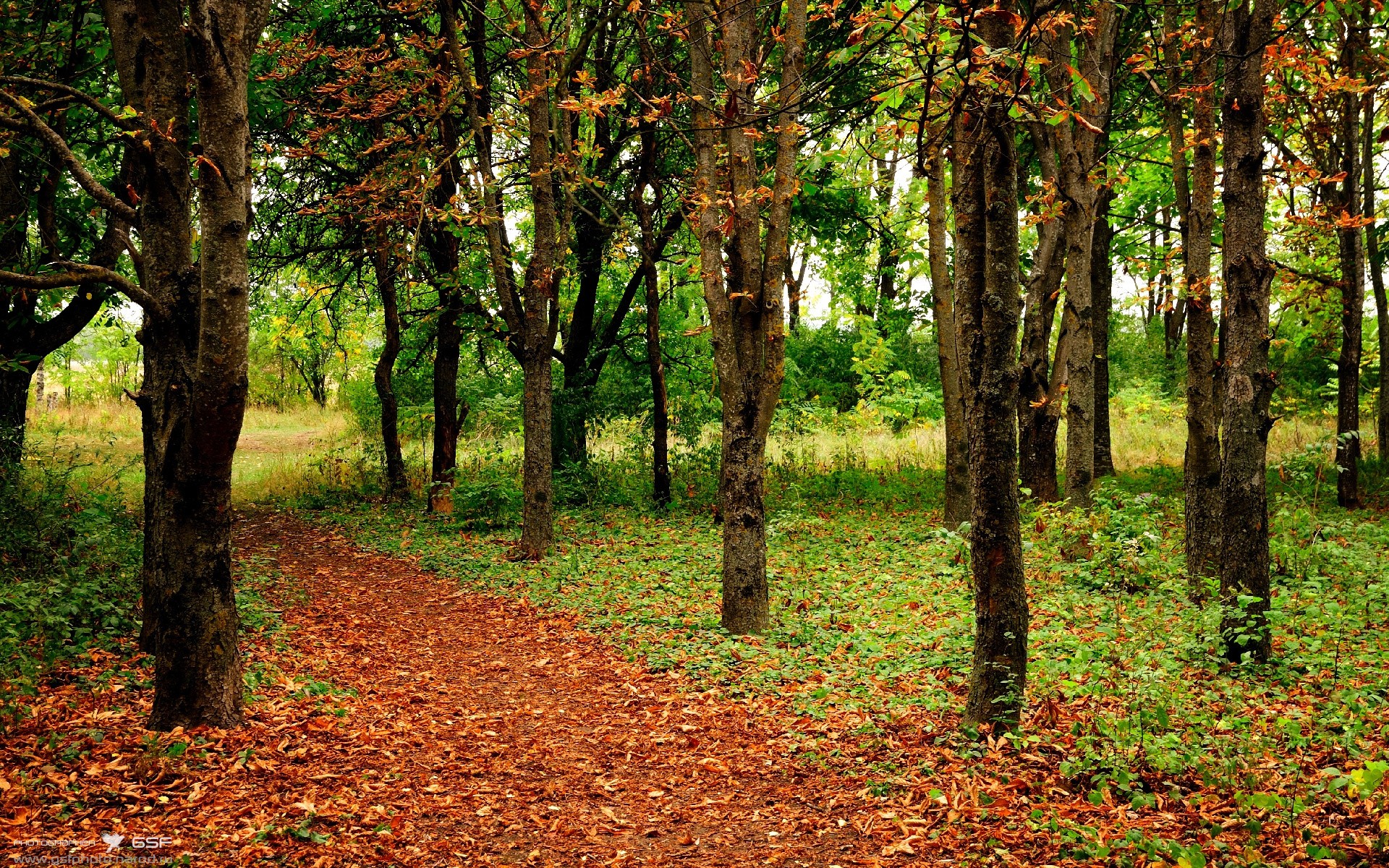 压力淬炼璀璨，哈利伯顿的爆发与勇士的封锁艺术