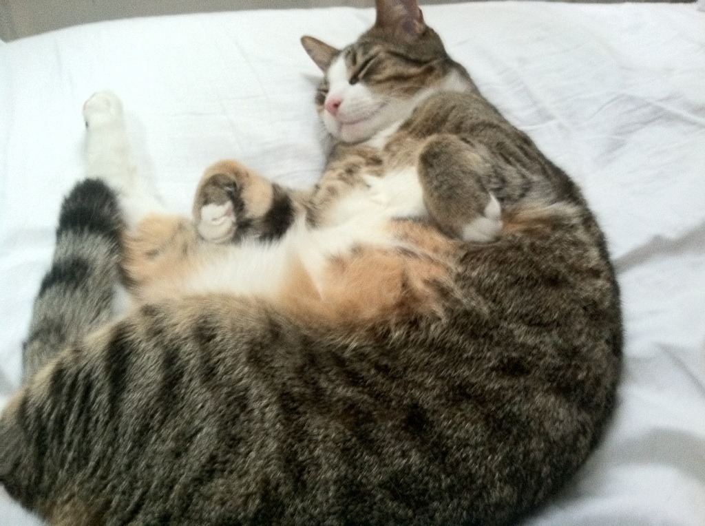 跨联盟对决！广厦队横扫奇才，塔图姆成关键先生