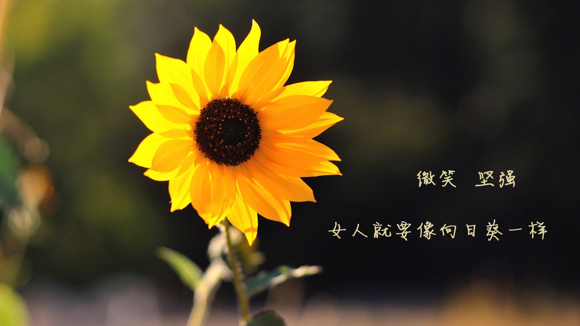 新星破夜,旧梦难圆,当英格拉姆的里程碑照见步行者的崛起与魔术的沉沦