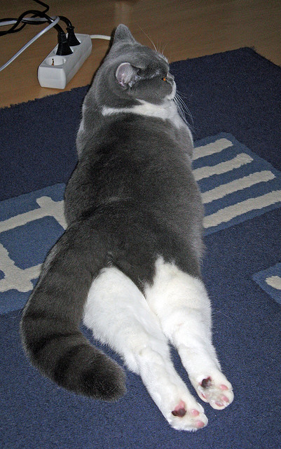 楚阿梅尼加时独舞，雷恩击碎德国奥运梦