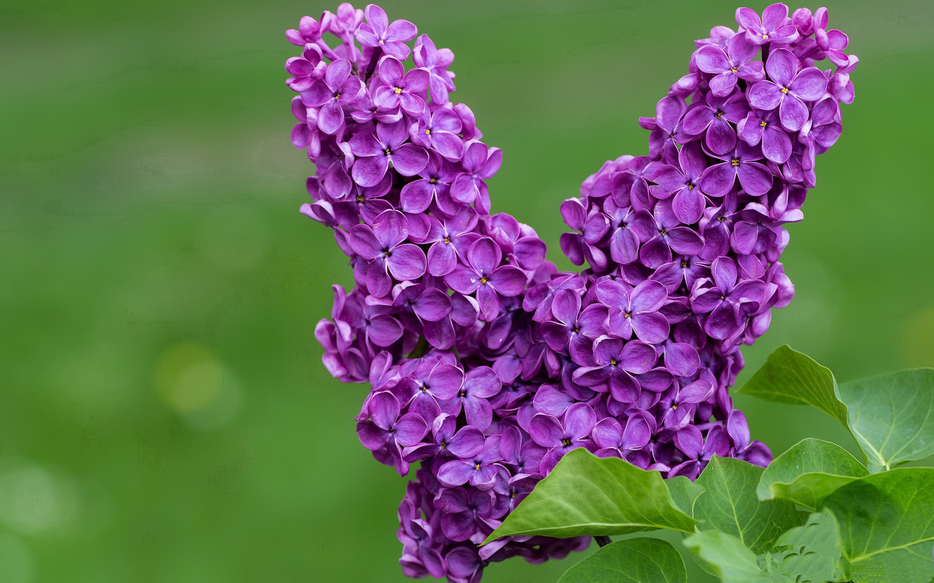 伊拉克的加时赛,迪亚斯的总决赛,当世界在角落的场地上演重生