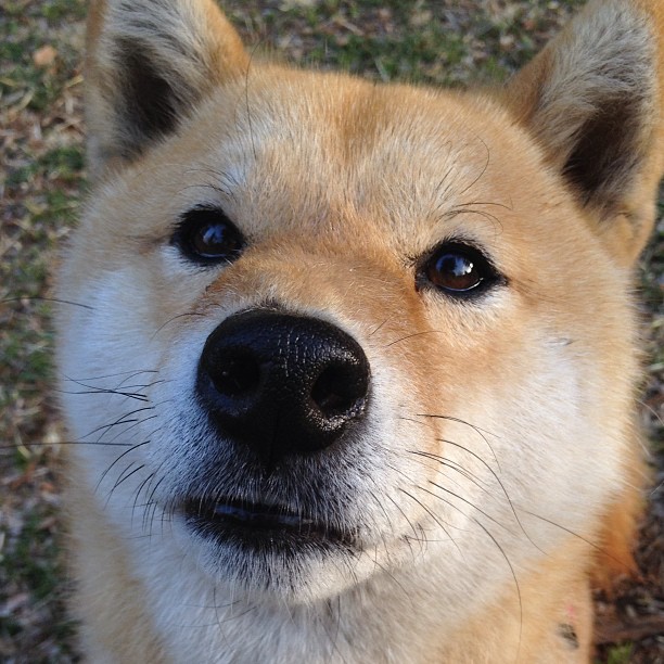 撕裂与编织,福克斯爆发背后的山西队节奏掌控艺术