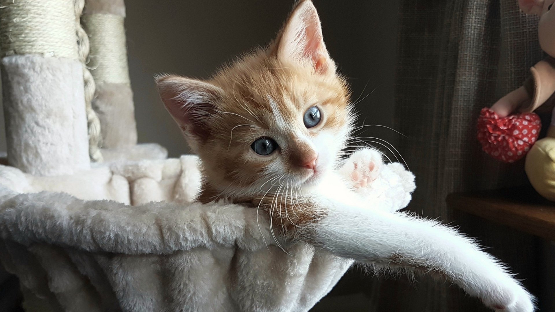 阿克化身叹息之墙，牙买加加时铸就黑马传奇