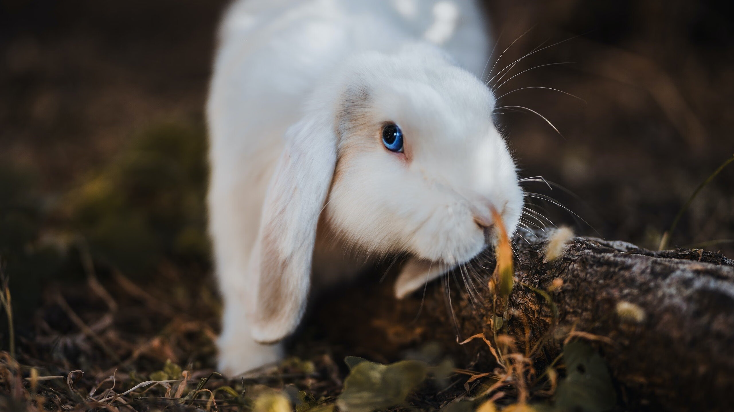 西决生死战,奥地利节奏与雷恩的无声控场