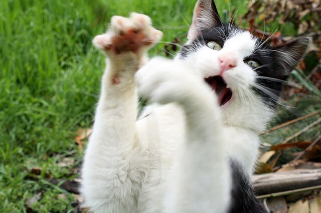 防线城墙，利刃出鞘，乔治的欧冠决赛之夜