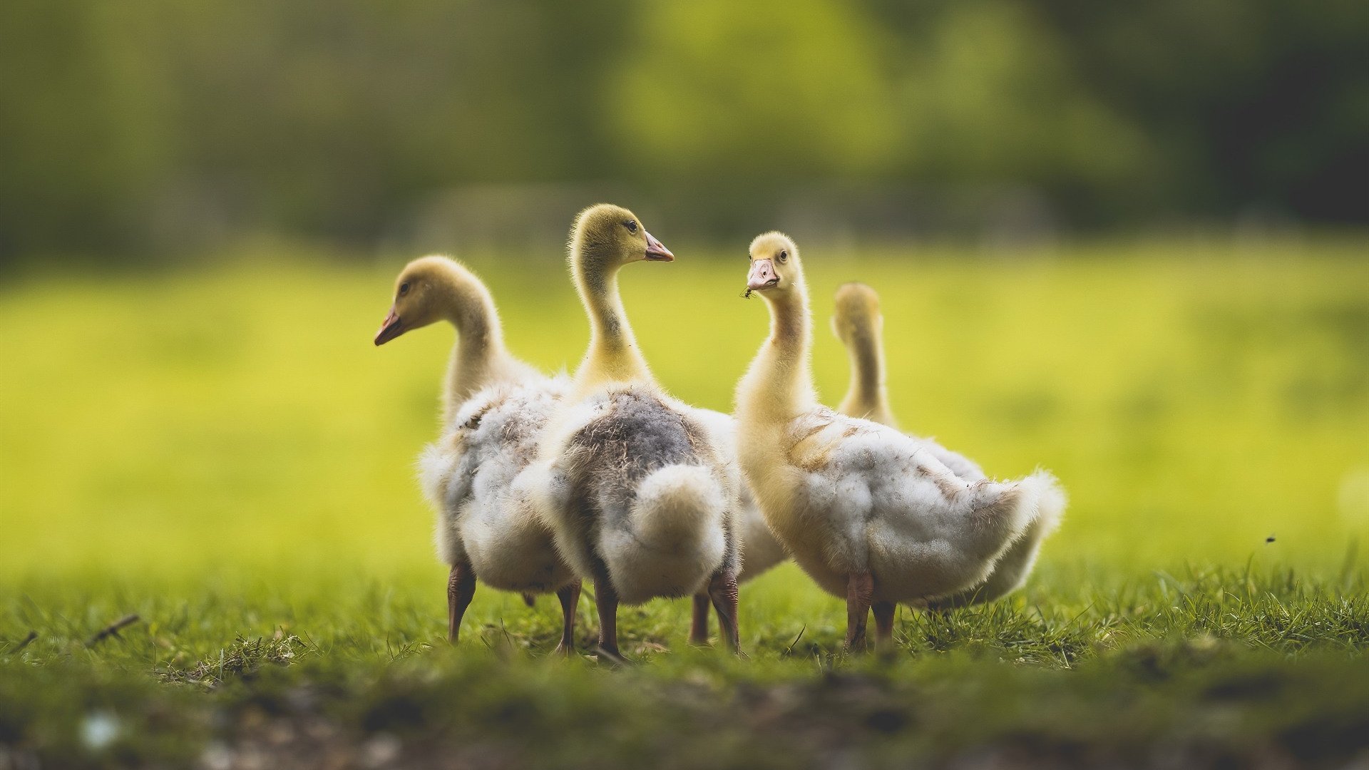 切尔西对阵加拿大友谊赛，楚阿梅尼高光表现引领全场的战术盛宴