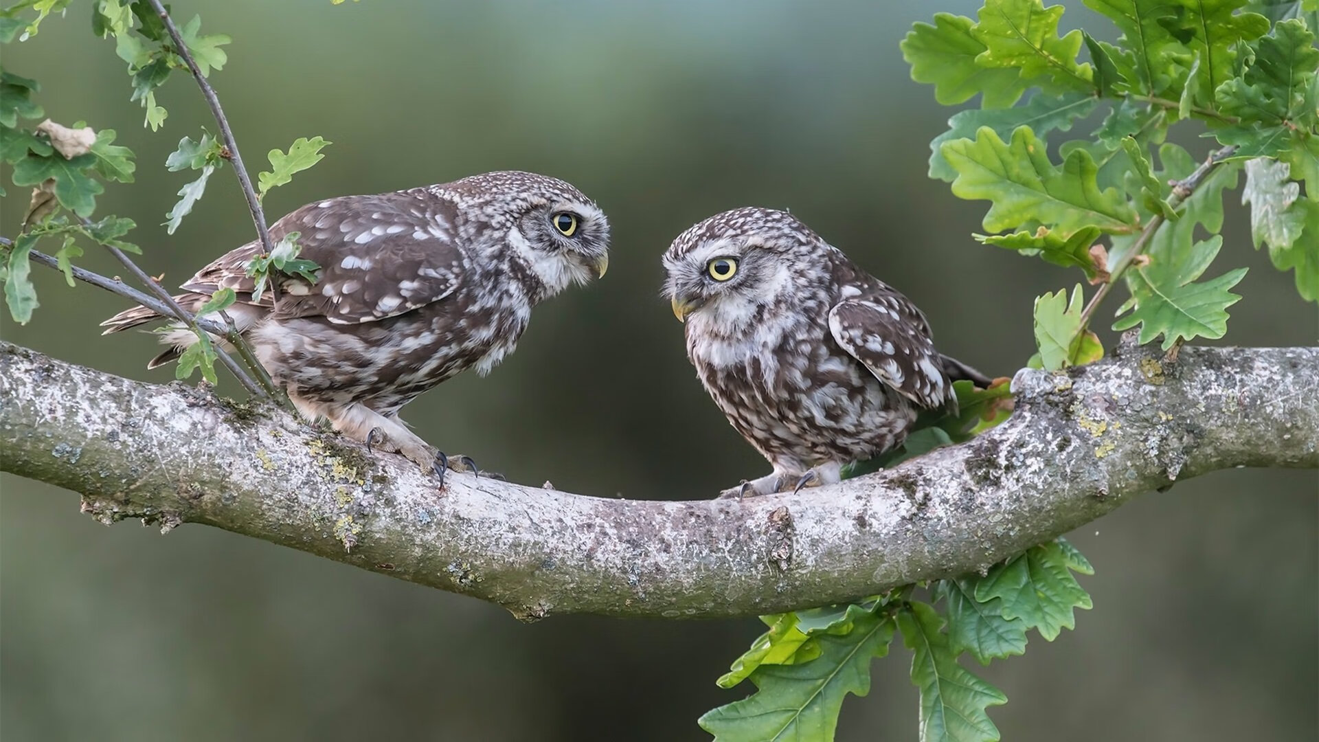 埃及节奏掌控佛罗伦萨,恩佐赛后评分拉满