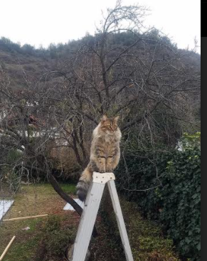 锁链战术与灵魂灼烧，当巴拉圭铁壁遭遇本泽马的淬火一击