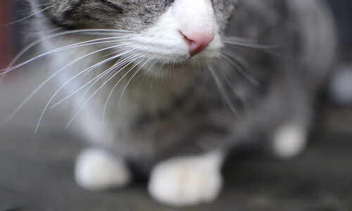 詹姆斯统治力再现！76人对阵森林狼一战早早就失去悬念