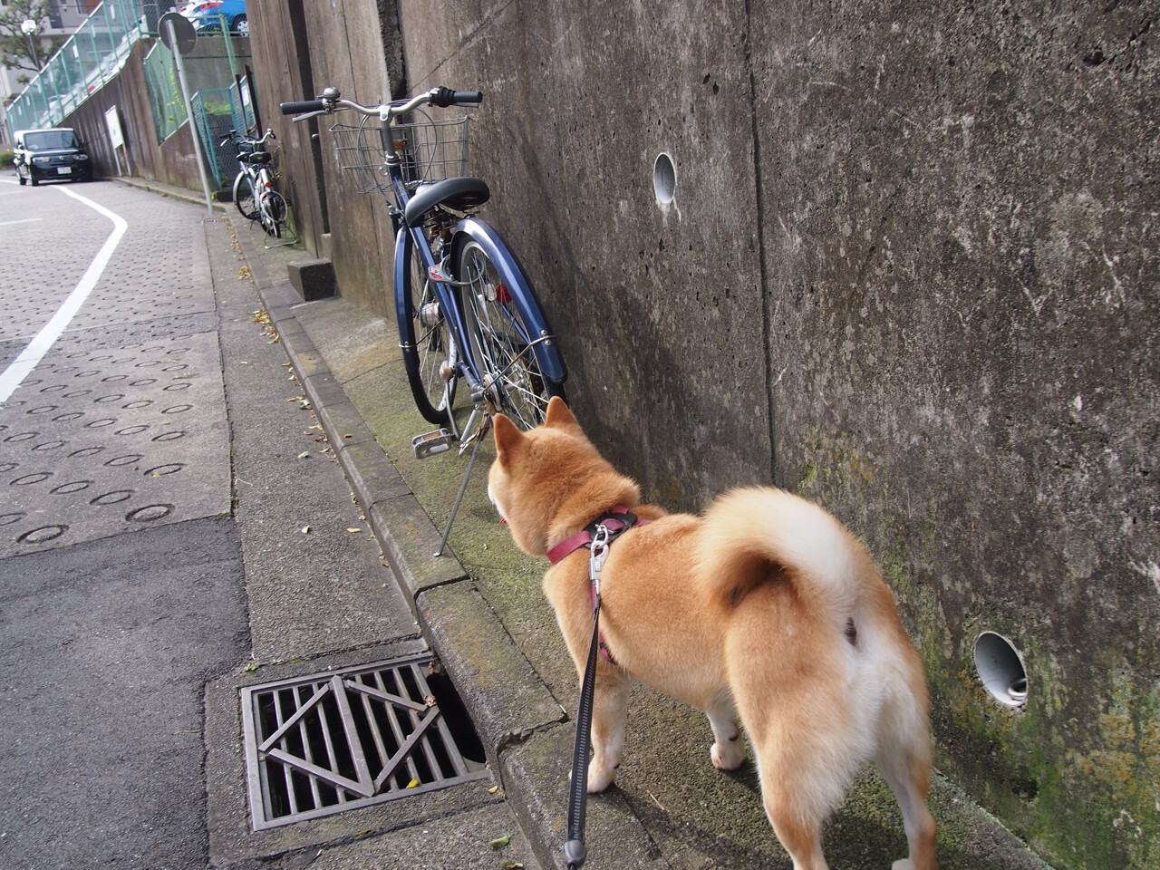 英格拉姆节奏掌控如神，深圳队压哨绝杀猛龙